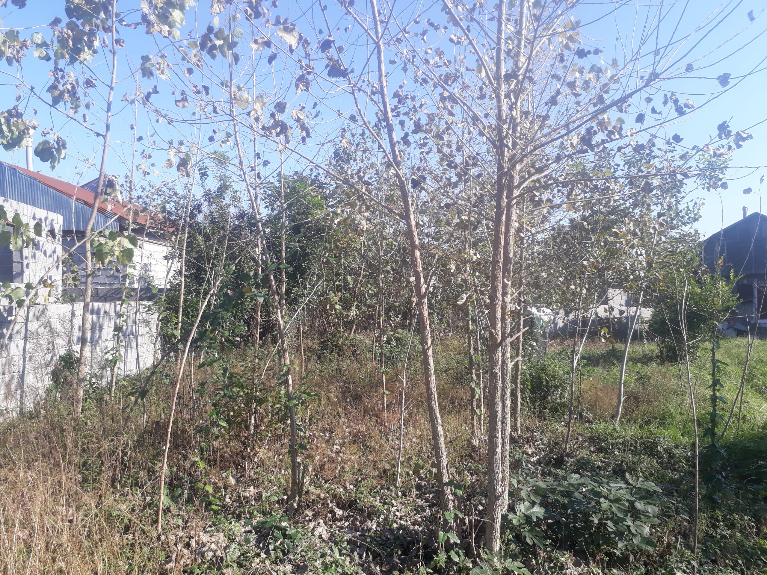 فروش زمین مسکونی قیمت مناسب در کوچصفهان(کد412)